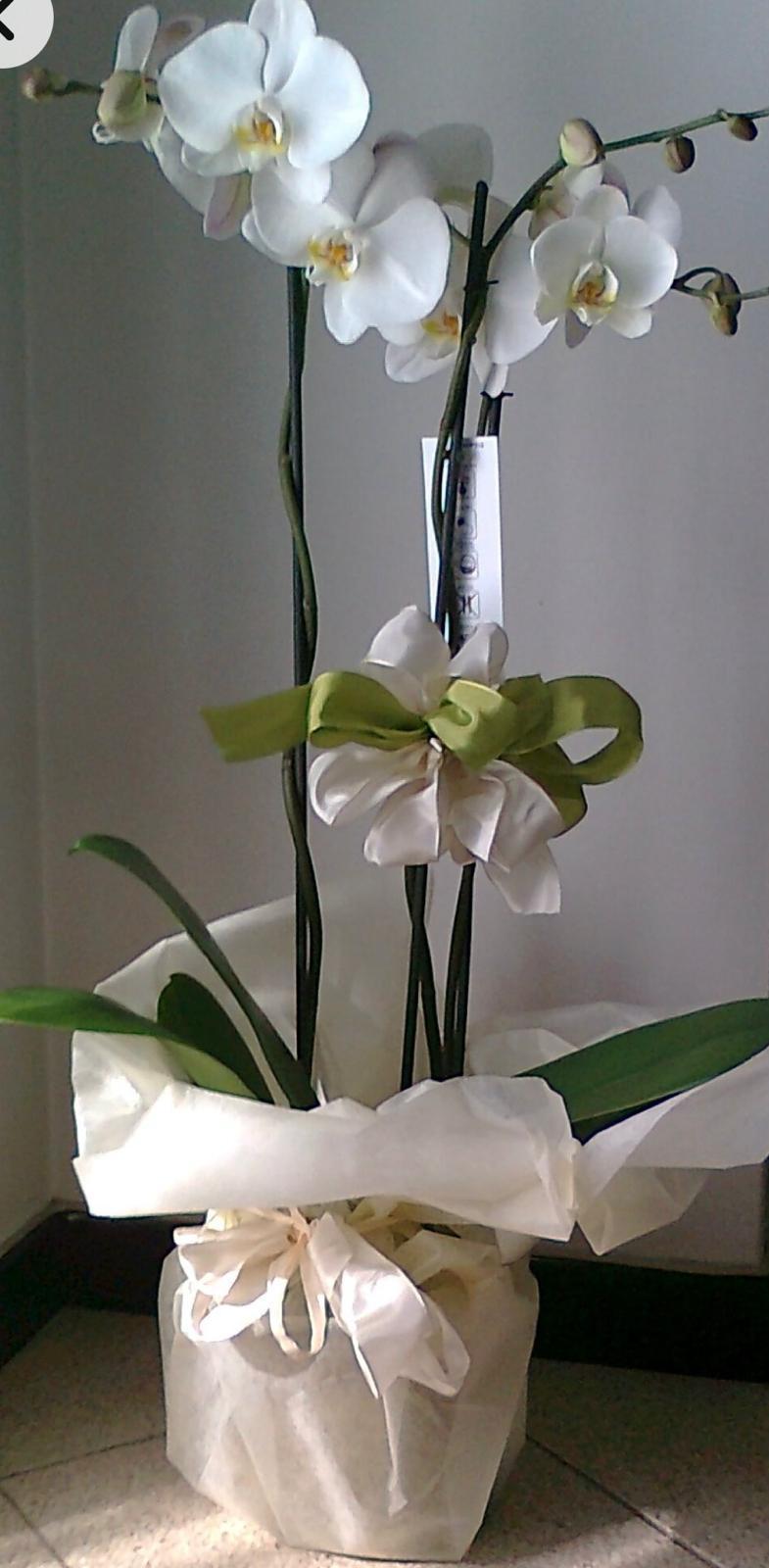 Orkide (Phalaenopsis) Çift Dal Beyaz
