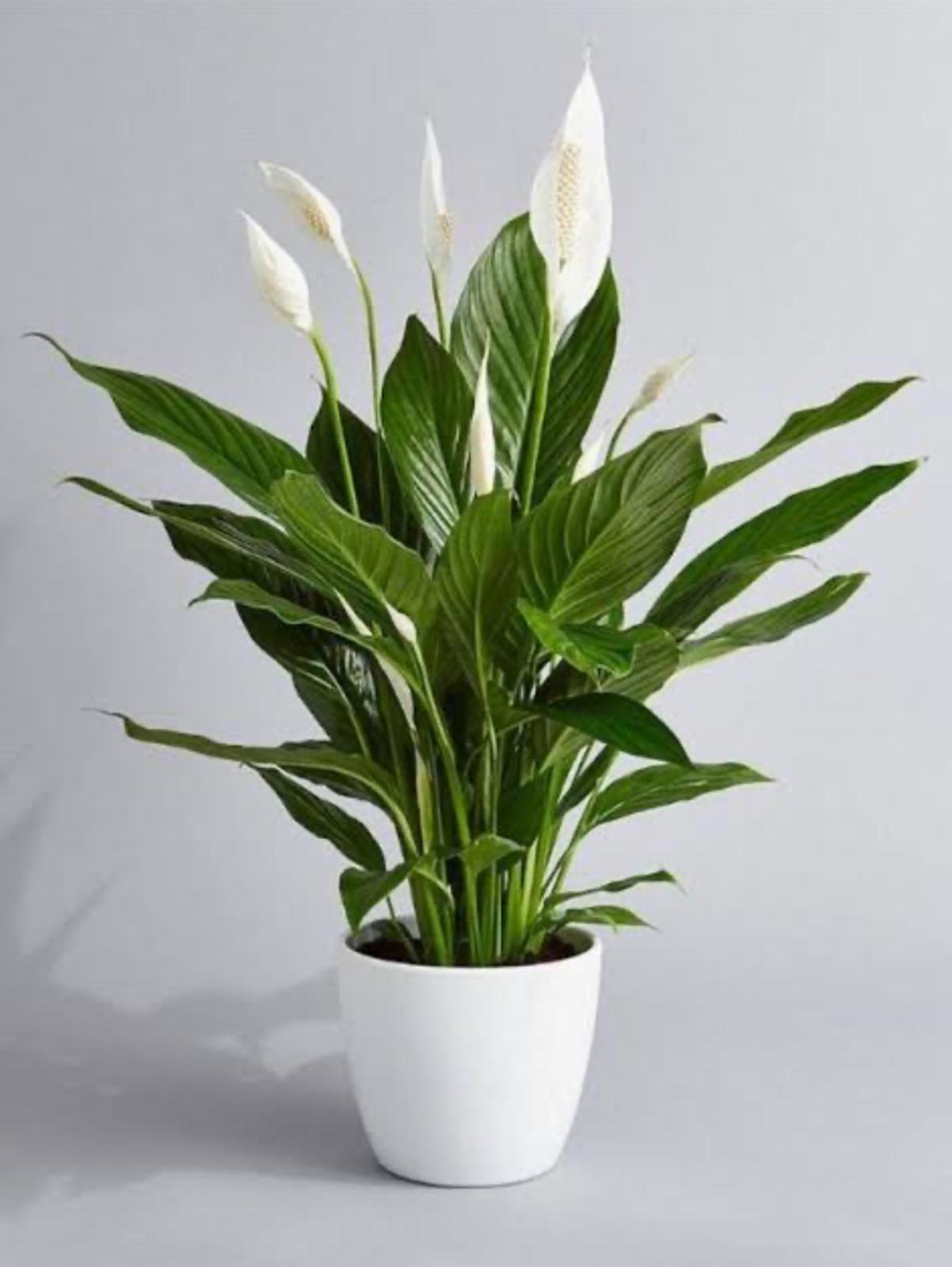 Barış Çiçeği (Spathiphyllum)