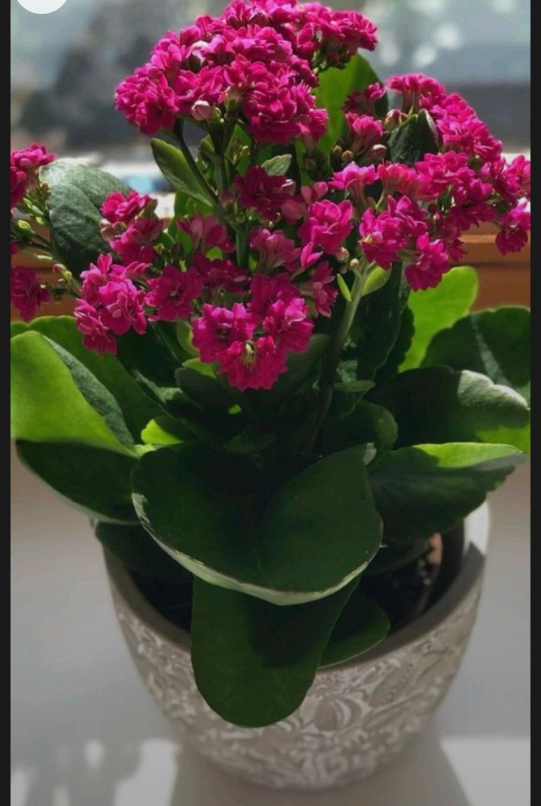 Kalanşo – Pembe (Kalanchoe)