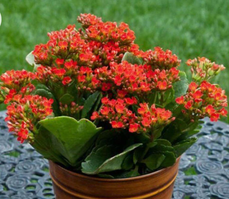 Kalanchoe (Kalanşo)