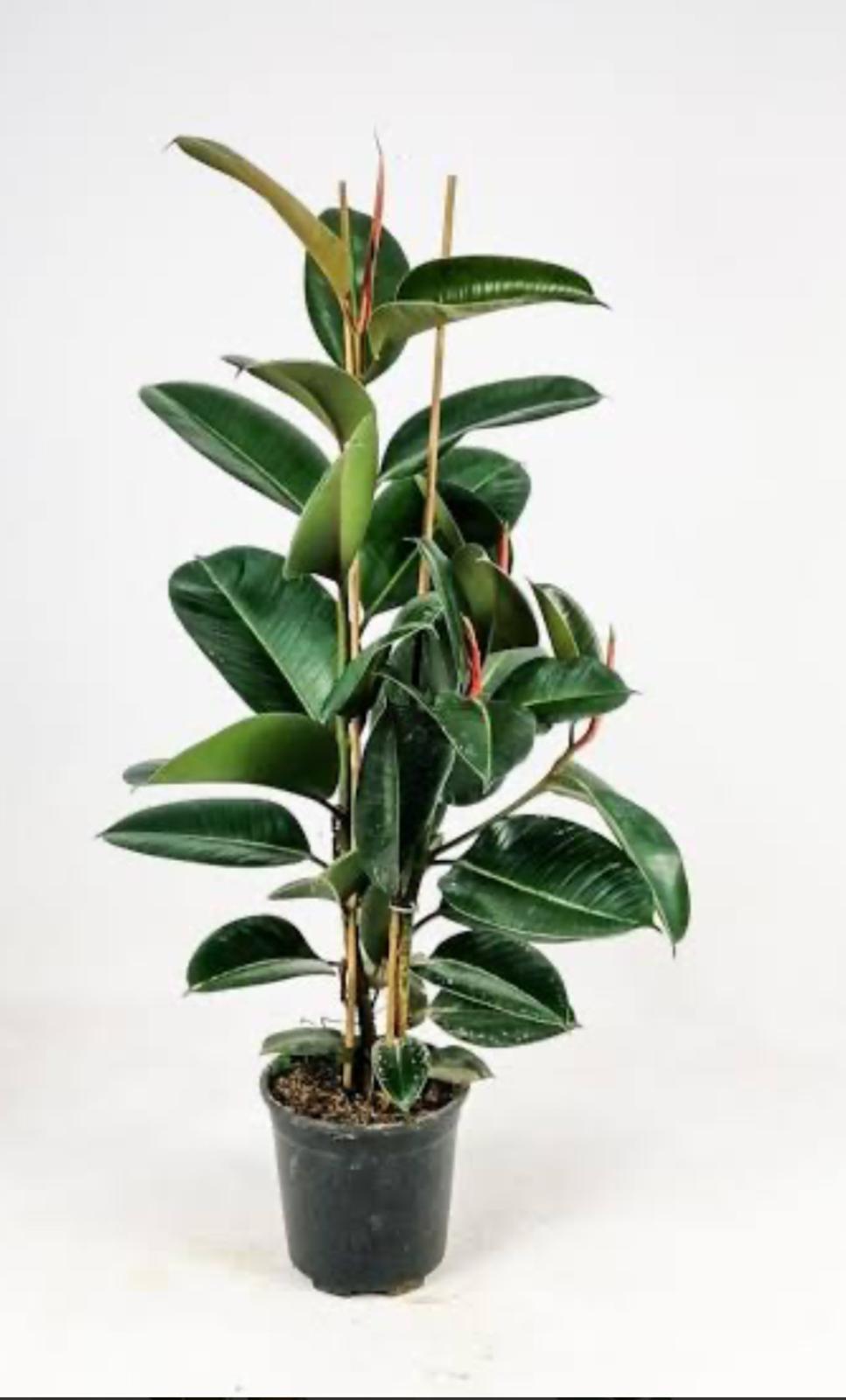 Kauçuk Bitkisi (Ficus Elastica)