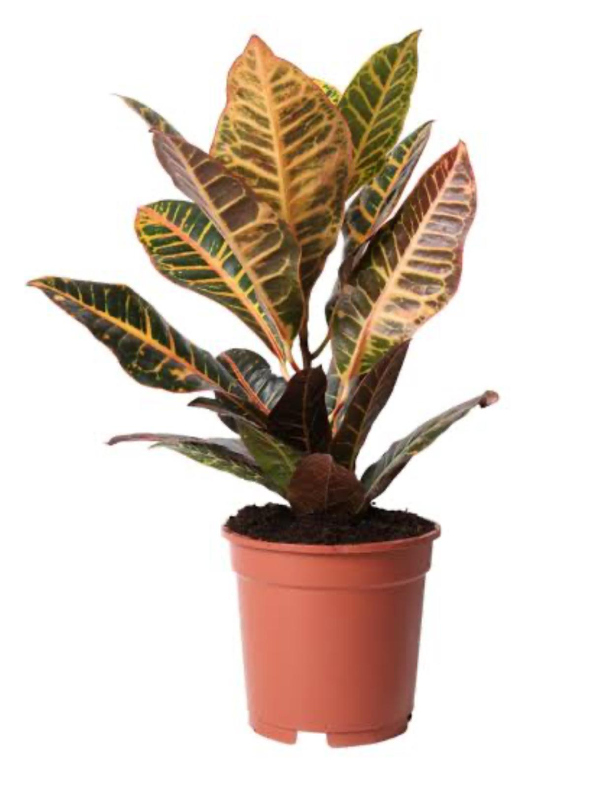Kroton (Croton)
