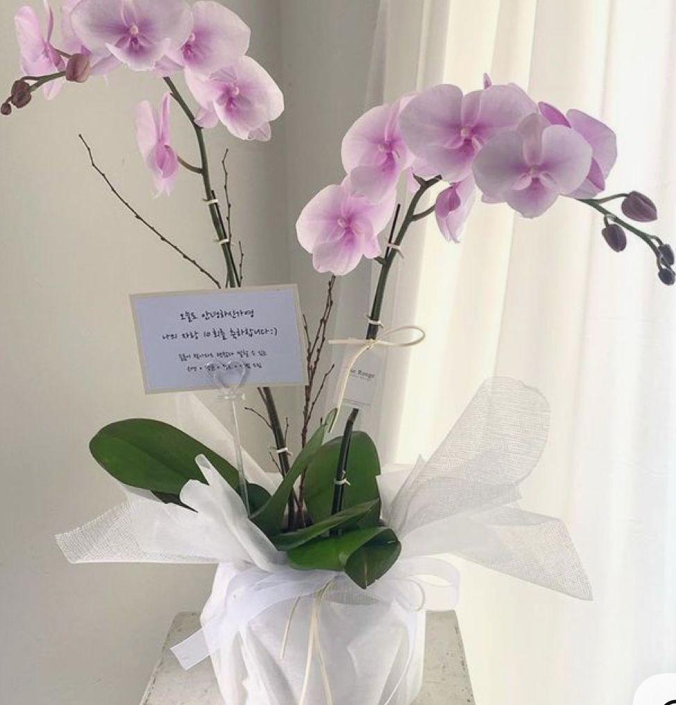 Orkide (Phalaenopsis) Çift Dal  Pembe