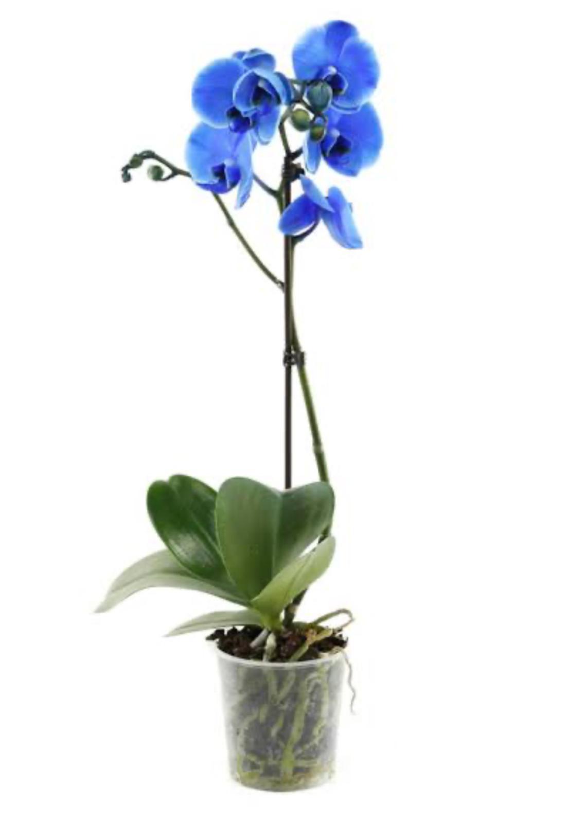 Orkide (Phalaenopsis) (Mavi)