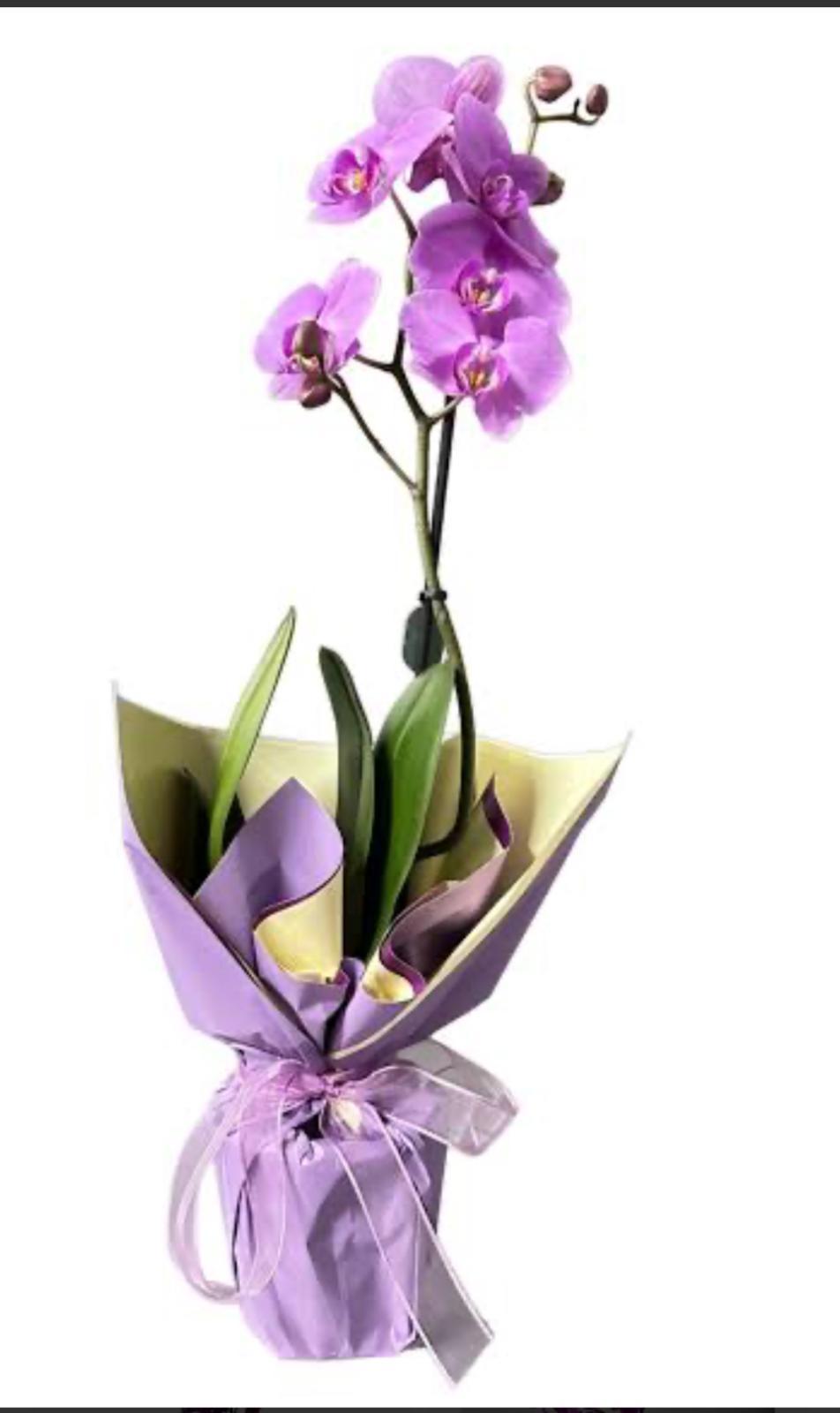 Orkide (Phalaenopsis) Mor