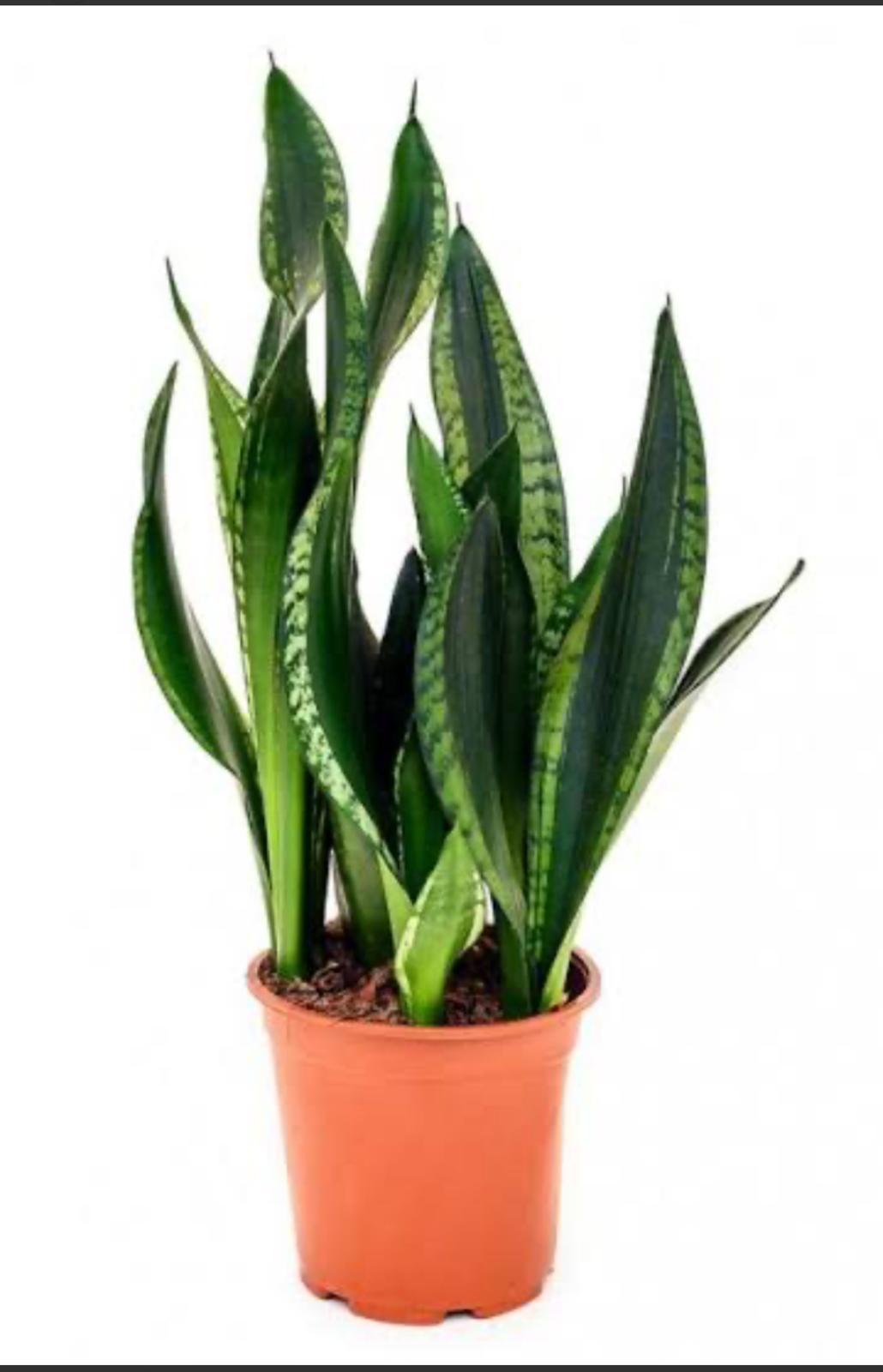 Paşa Kılıcı (Sansevieria)